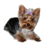 Assorted Bows-