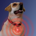 Collar Light-
