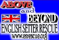 Above & Beyond English Setter Rescue