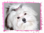 Diva Hair Clip-Pink Rhinestone Dog Pet Hair Clips, Diva hair clip, dog hair bows, hair accessories