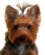 Dog Bone Hair Clips-