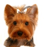 Rainbow Triple Heart Hair Clip-Rainbow heart dog hair clips, wholesale rhinestone dog hair clips, czech rhinestone dog hair clips, puppy hair barettes, pink puppy hair clips, crystal hair barettes dogs, whoelsale pink puppy hair clips, dog hair clips, rhinestone hair clips wholesale, little dog hair clips, crystal dog hair clips.